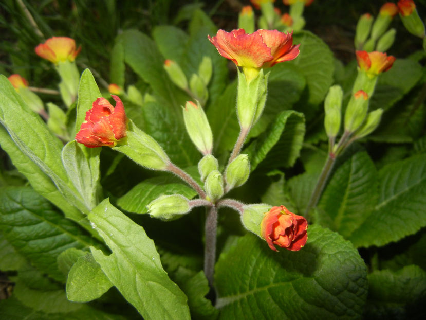 Primula polyanthus Red (2017, April 04) - Primula polyanthus Red