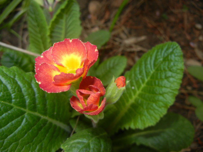 Primula polyanthus Red (2017, April 05) - Primula polyanthus Red