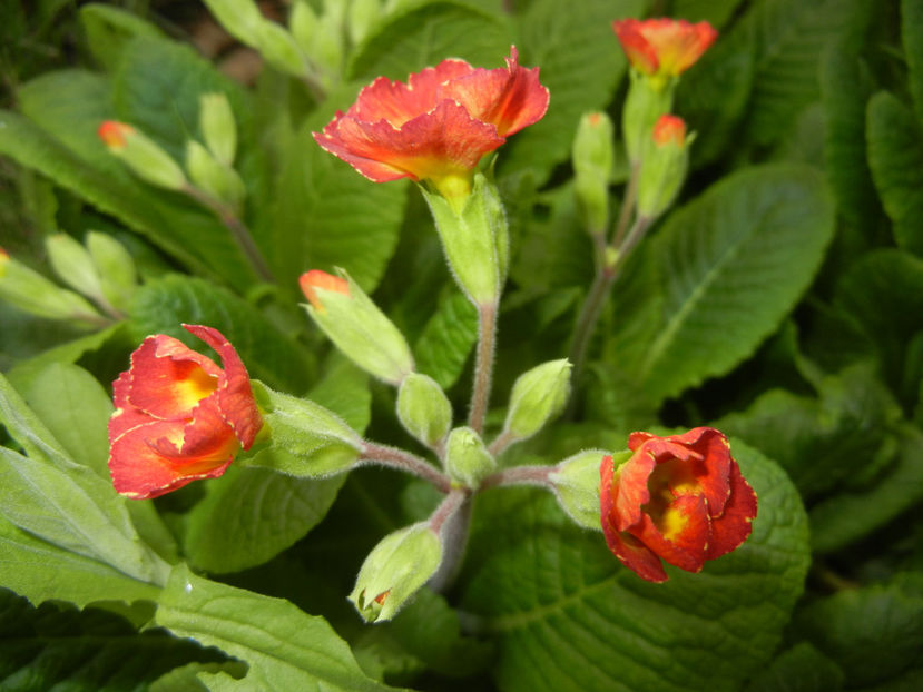 Primula polyanthus Red (2017, April 05) - Primula polyanthus Red