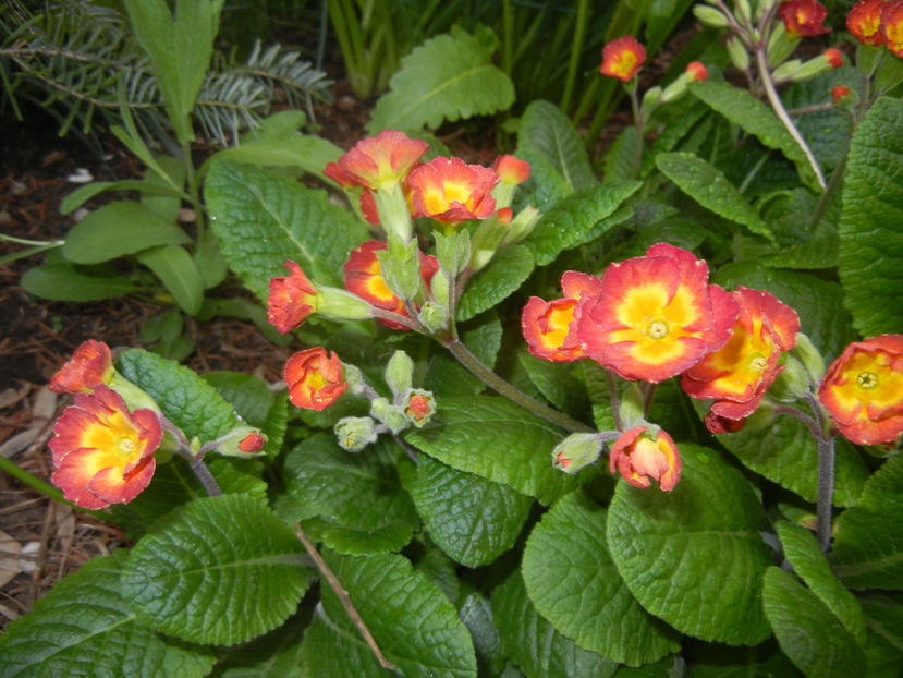 Primula polyanthus Red (2017, April 07) - Primula polyanthus Red