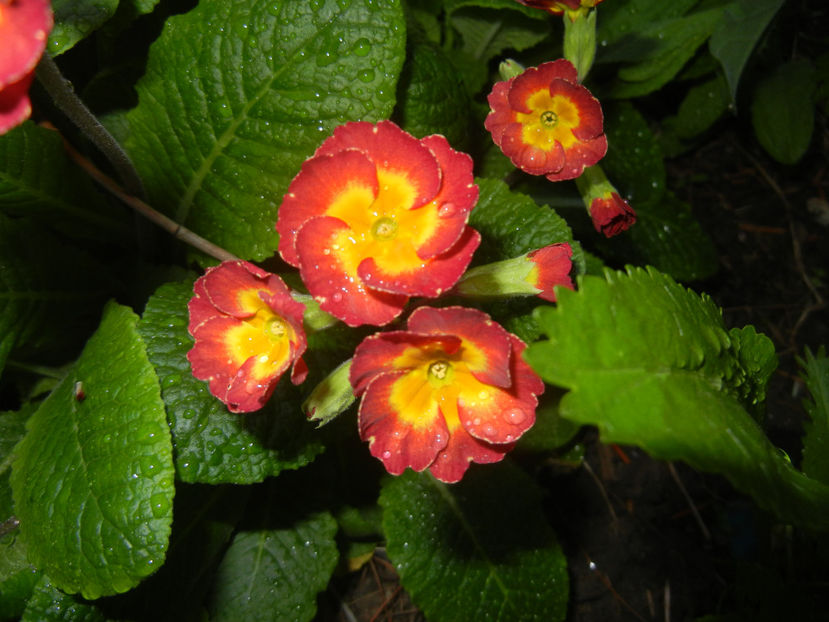 Primula polyanthus Red (2017, April 10) - Primula polyanthus Red