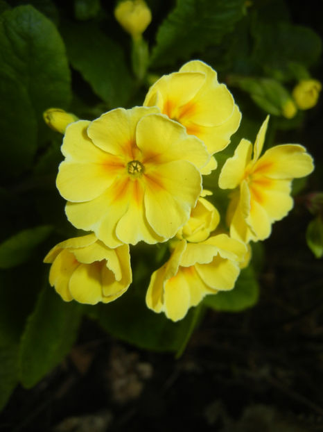 Primula polyanthus Yellow (2017, Apr.08) - Primula polyanthus Yellow