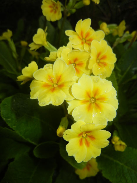 Primula polyanthus Yellow (2017, Apr.10) - Primula polyanthus Yellow