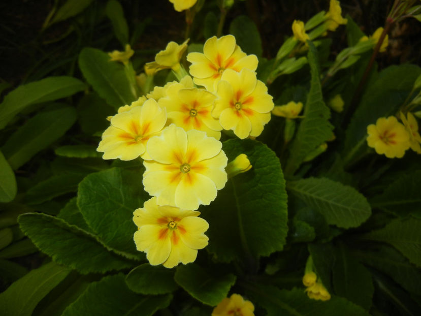 Primula polyanthus Yellow (2017, Apr.10) - Primula polyanthus Yellow