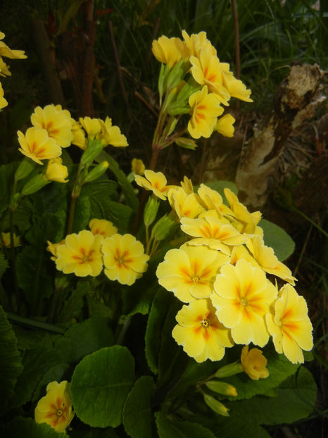 Primula polyanthus Yellow (2017, Apr.13) - Primula polyanthus Yellow