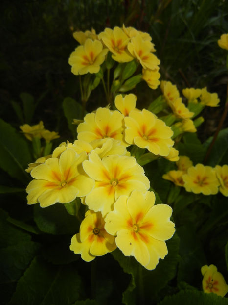 Primula polyanthus Yellow (2017, Apr.13) - Primula polyanthus Yellow