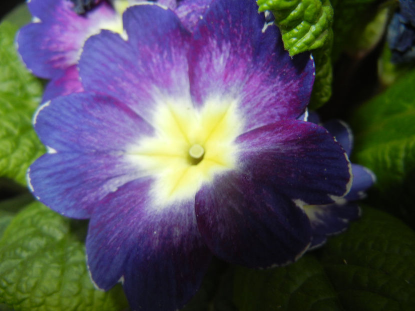 Blue Primula (2017, April 04) - PRIMULA Acaulis