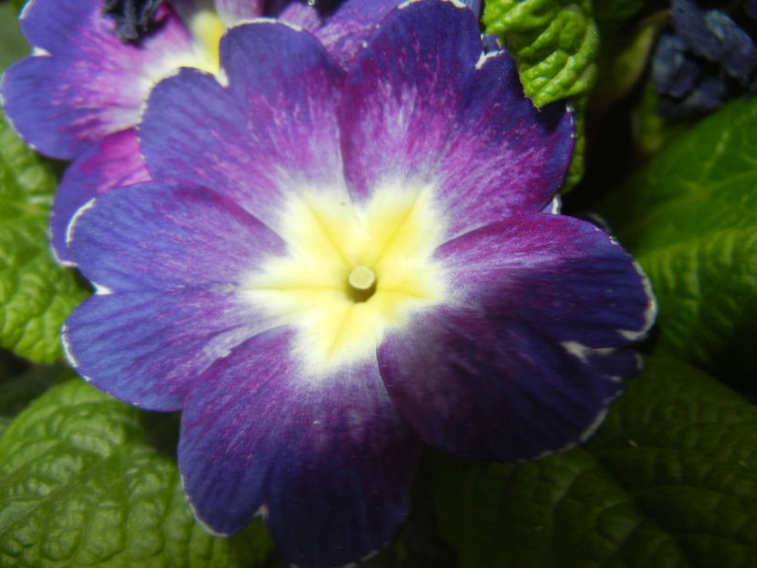 Blue Primula (2017, April 04) - PRIMULA Acaulis