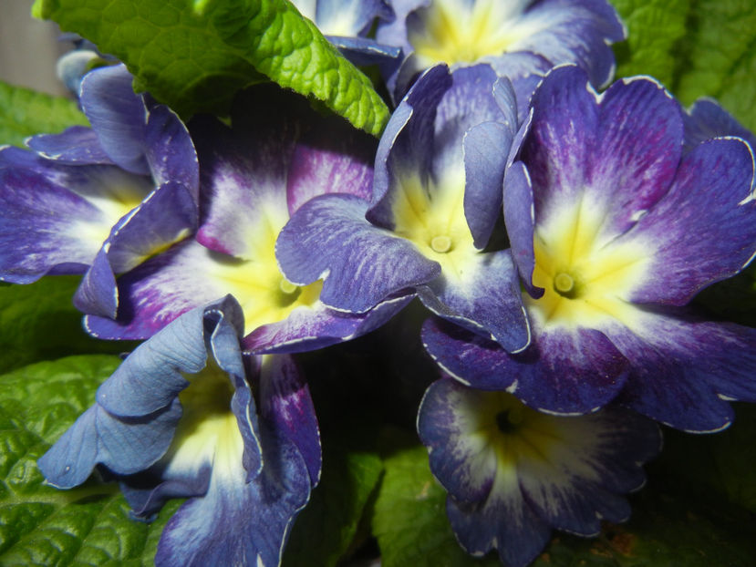 Blue Primula (2017, April 04) - PRIMULA Acaulis