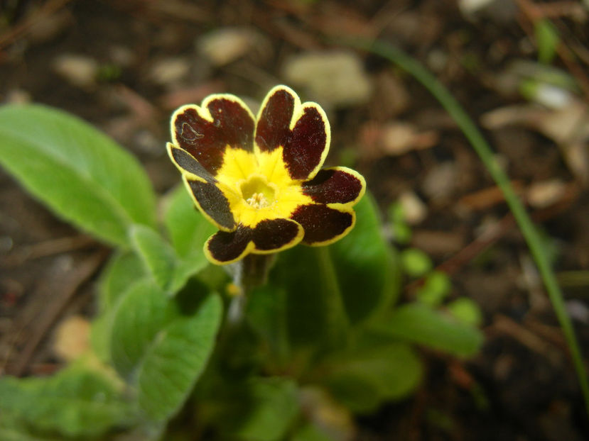 Primula elatior Gold Lace (2017, Apr.08) - PRIMULA Elatior Gold Lace