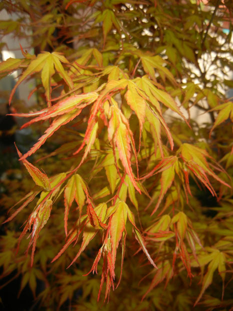 Acer palmatum Katsura (2017, April 10) - Acer palmatum Katsura