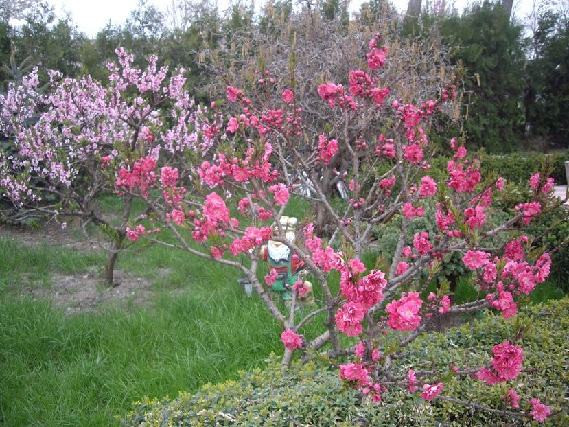 piersici dwarf - Trandafiri si peisaje 2017 -1