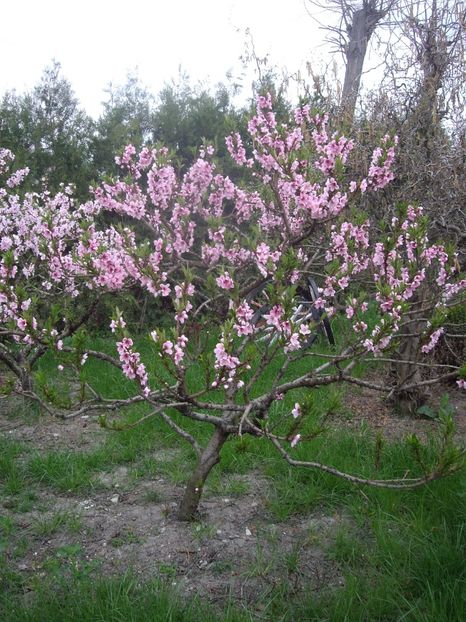 IMGP0253 - Trandafiri si peisaje 2017 -1