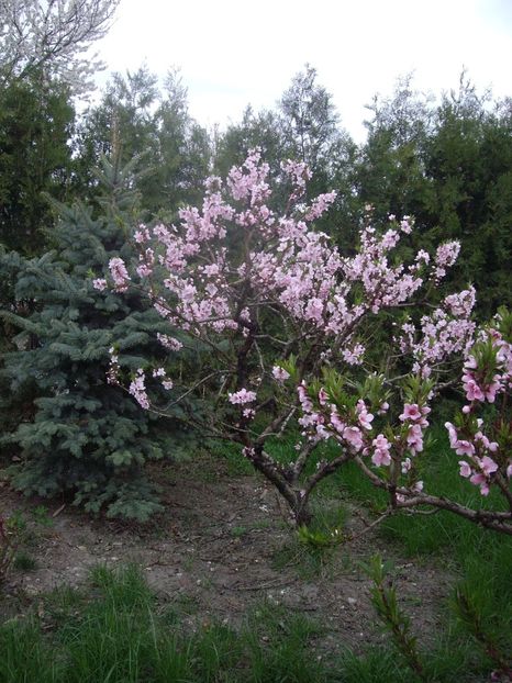 IMGP0254 - Trandafiri si peisaje 2017 -1