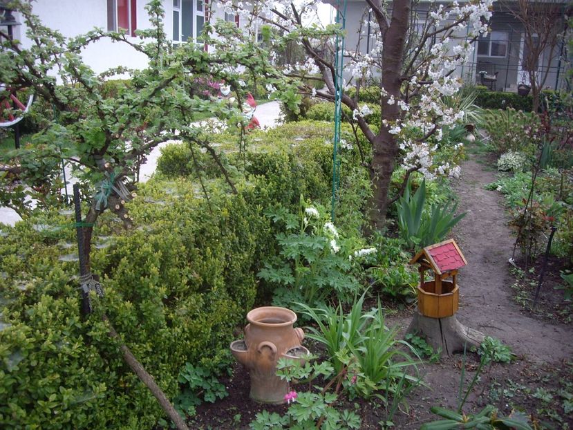 IMGP0267 - Trandafiri si peisaje 2017 -1