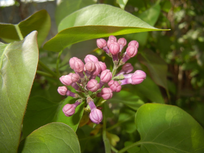 Syringa vulgaris_Lilac (2017, April 09) - Syringa vulgaris Lilac