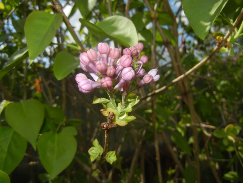 Syringa vulgaris_Lilac (2017, April 09) - Syringa vulgaris Lilac