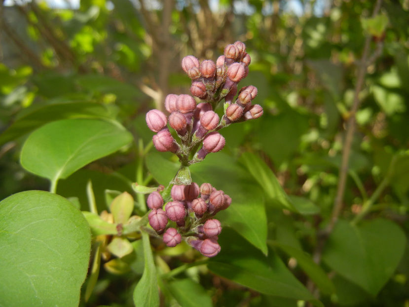Syringa vulgaris_Lilac (2017, April 09) - Syringa vulgaris Lilac