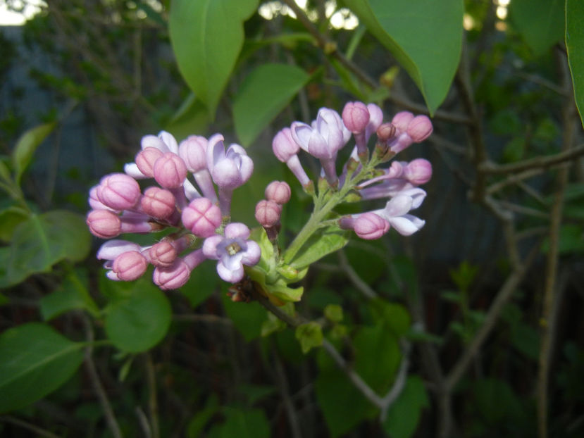 Syringa vulgaris_Lilac (2017, April 10) - Syringa vulgaris Lilac