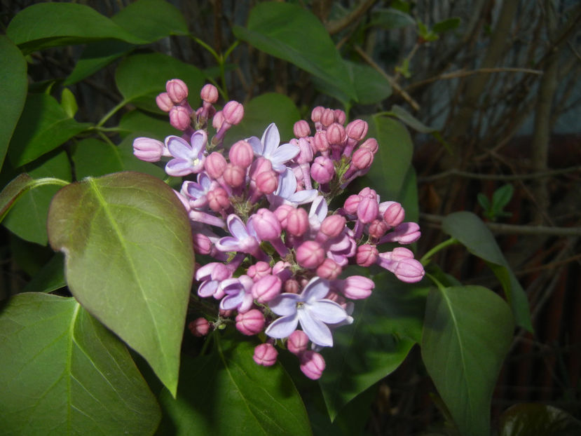 Syringa vulgaris_Lilac (2017, April 10) - Syringa vulgaris Lilac