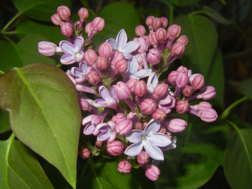 Syringa vulgaris_Lilac (2017, April 10) - Syringa vulgaris Lilac