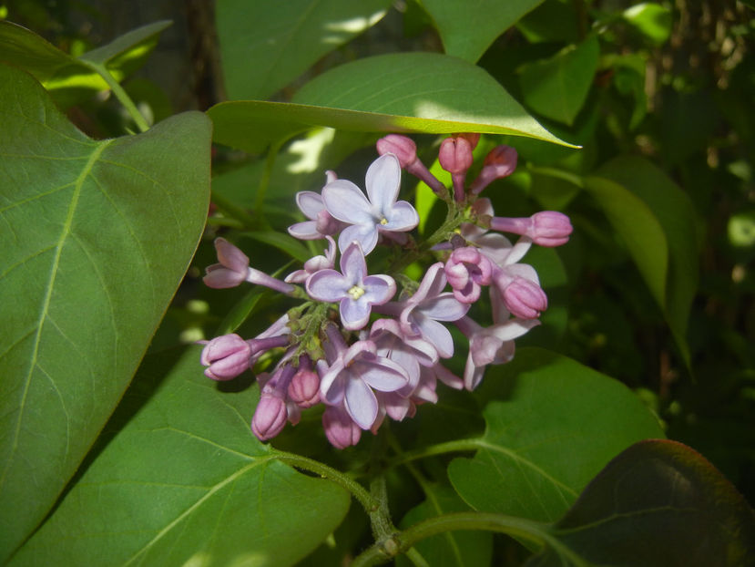 Syringa vulgaris_Lilac (2017, April 13) - Syringa vulgaris Lilac