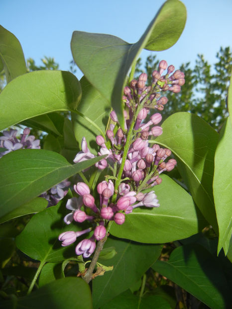 Syringa vulgaris_Lilac (2017, April 13) - Syringa vulgaris Lilac