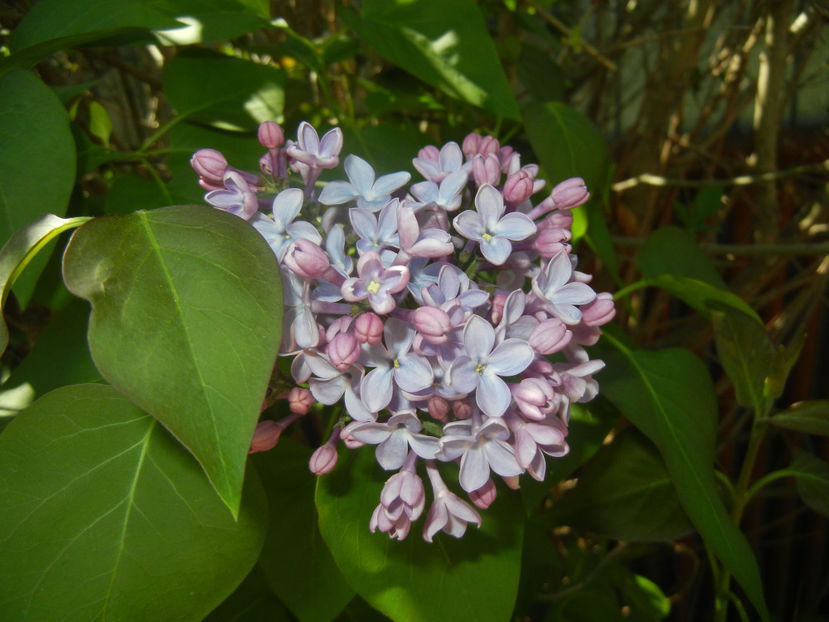 Syringa vulgaris_Lilac (2017, April 13) - Syringa vulgaris Lilac