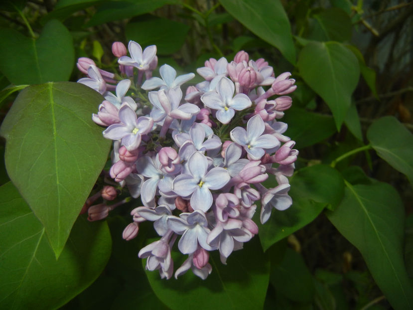 Syringa vulgaris_Lilac (2017, April 13) - Syringa vulgaris Lilac