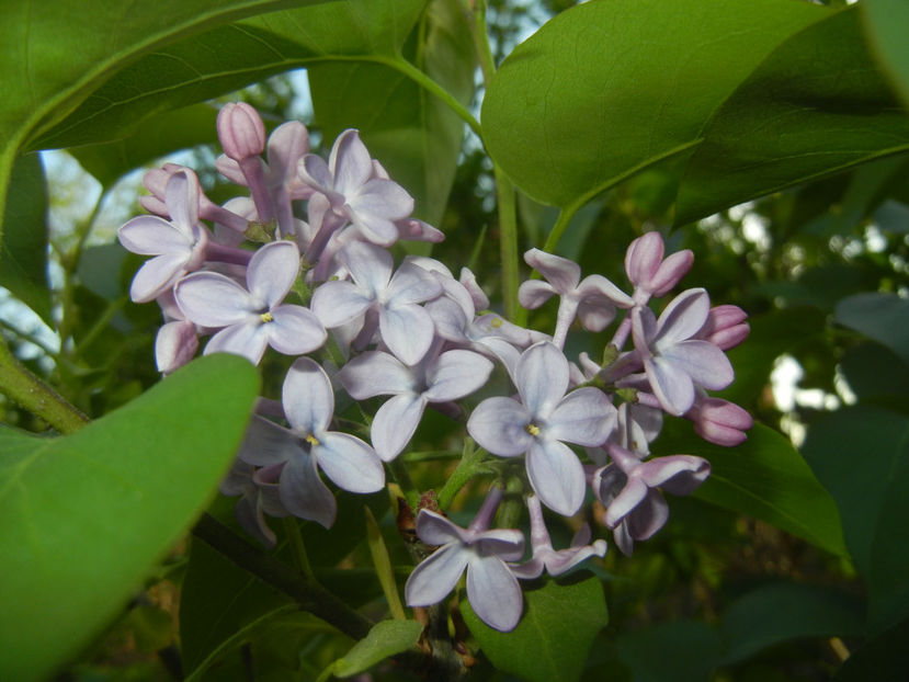 Syringa vulgaris_Lilac (2017, April 13) - Syringa vulgaris Lilac
