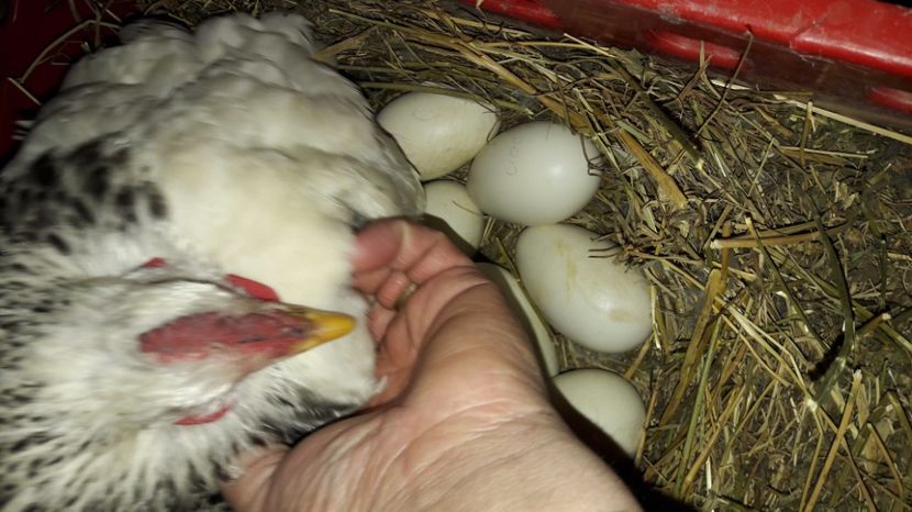  - 1 Cuiburi de gasca leseasca si boboci