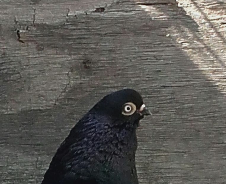 20170414_114150-1 - 6-Negru Codalb Romanesc