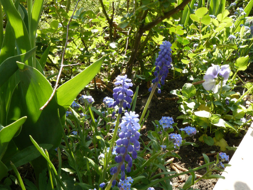 Muscari Armeriacum - 2017_Aprilie_Gradina Rozelor