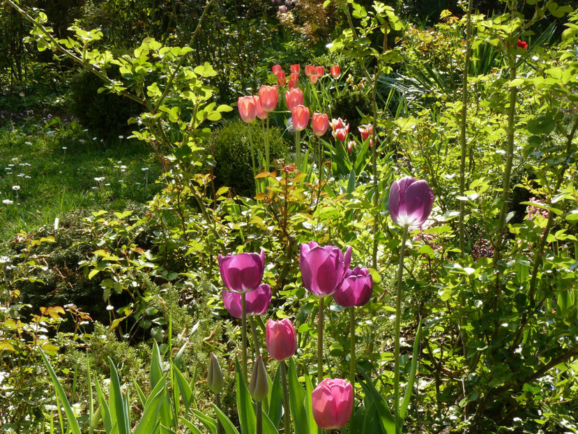 Barcelona tulips si Purple Prince - 2017_Aprilie_Gradina Rozelor