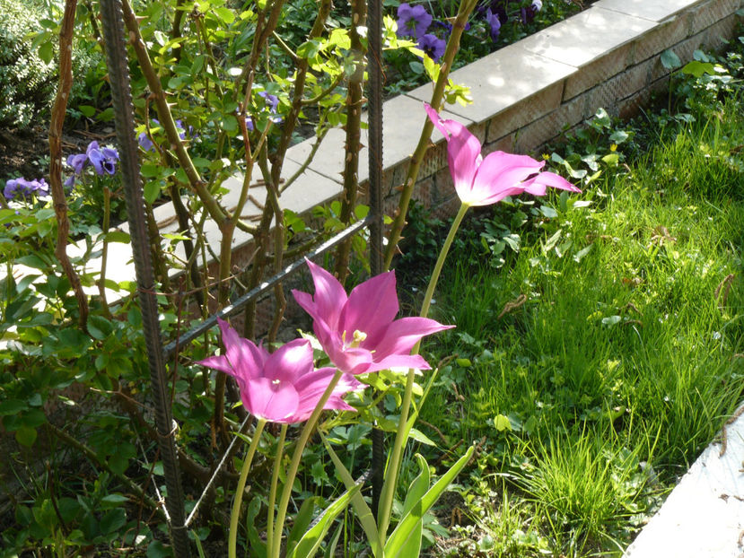 Purple Dream tulips - 2017_Aprilie_Gradina Rozelor