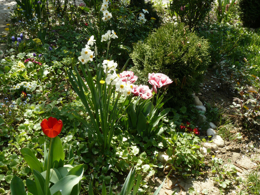 P1260451 - 2017_Aprilie_Gradina Rozelor