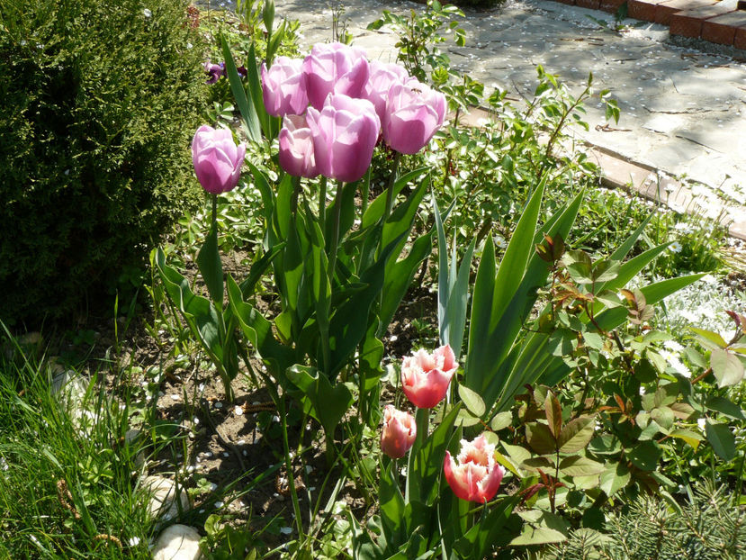Synaeda Blue si Canasta tulips - 2017_Aprilie_Gradina Rozelor