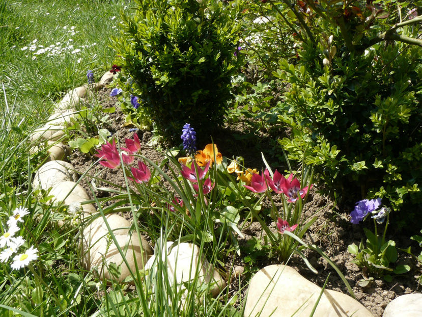 Humilis Liliput - 2017_Aprilie_Gradina Rozelor