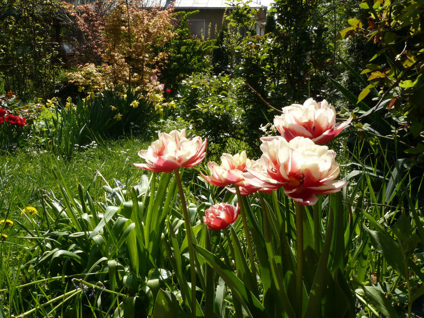Horizon tulips - 2017_Aprilie_Gradina Rozelor