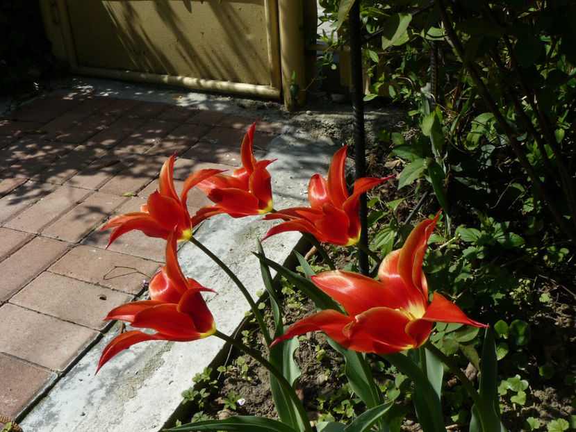 Aladin tulips - 2017_Aprilie_Gradina Rozelor