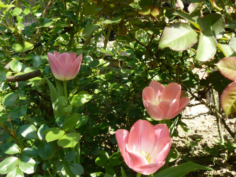 Dinasty tulips - 2017_Aprilie_Gradina Rozelor