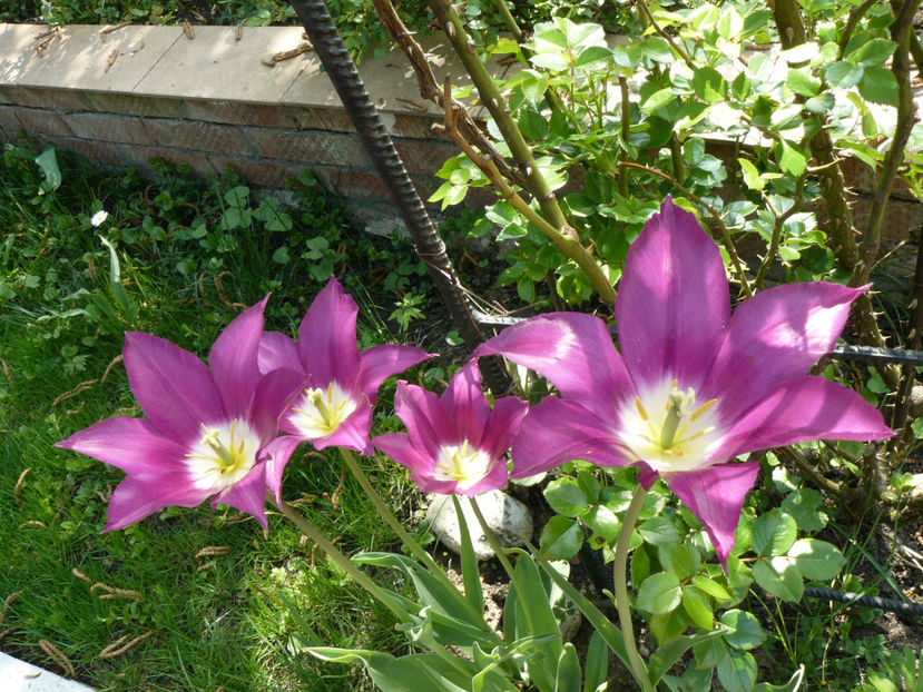 Purple Dream tulips - 2017_Aprilie_Gradina Rozelor