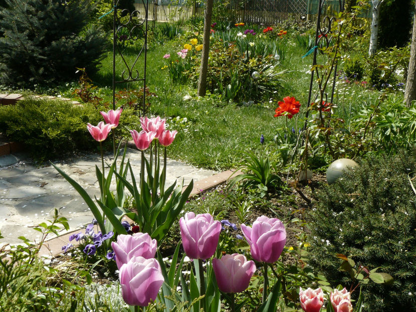 Synaeda Blue si Akito tulips - 2017_Aprilie_Gradina Rozelor