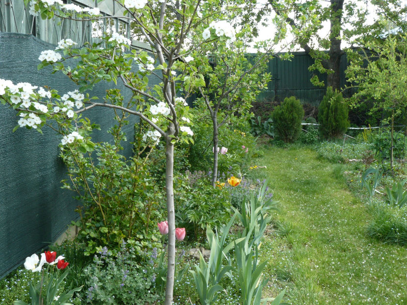 Par inflorit - 2017 Aprilie_Idilic Garden