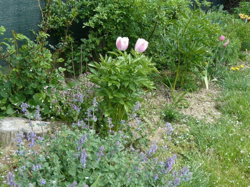Olioulles tulip - 2017 Aprilie_Idilic Garden