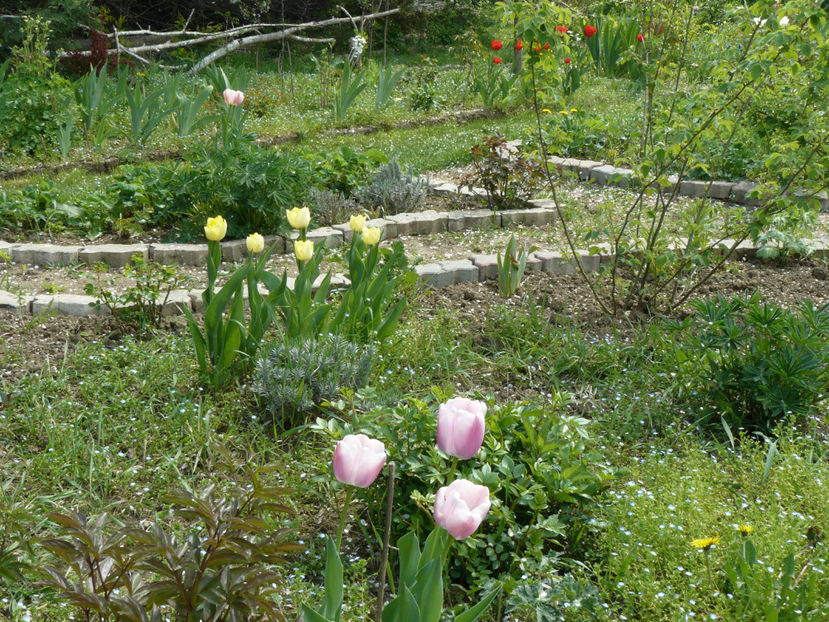 Crystal Star si Olioulles - 2017 Aprilie_Idilic Garden