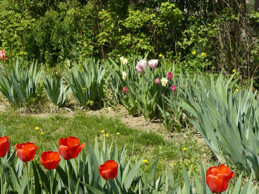 Red Apeldoorne - 2017 Aprilie_Idilic Garden