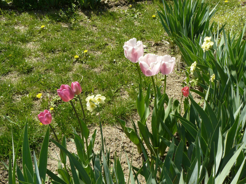 Don Quijotte si Olioulles - 2017 Aprilie_Idilic Garden