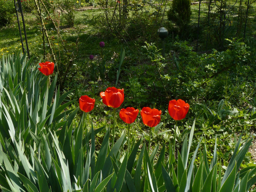 Red Apeldoorne - 2017 Aprilie_Idilic Garden