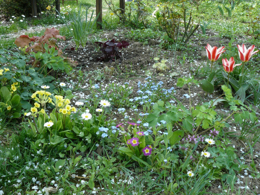 Primule si Pinochio - 2017 Aprilie_Idilic Garden